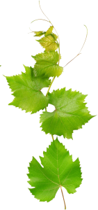 Floating Leaf