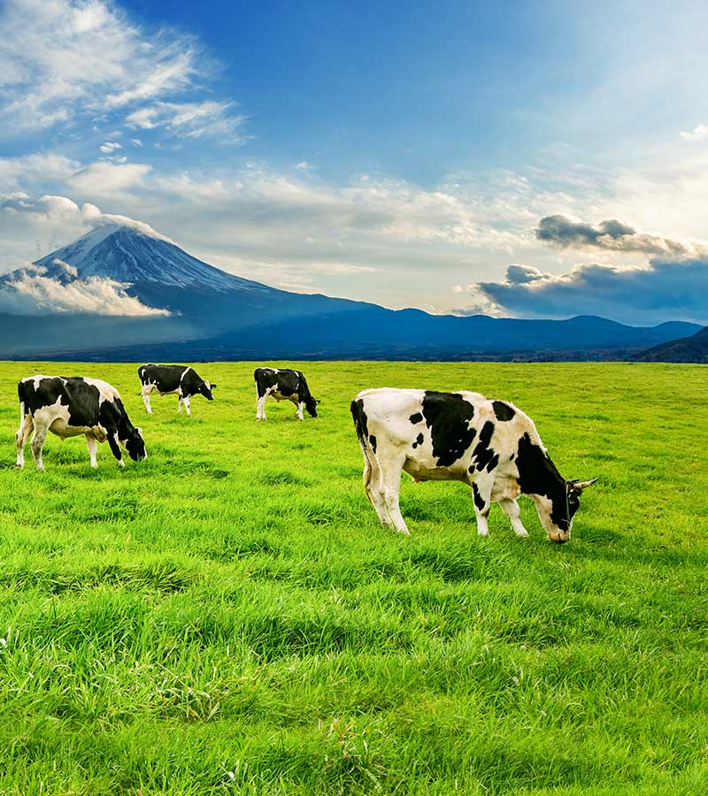 Manas%20Agri