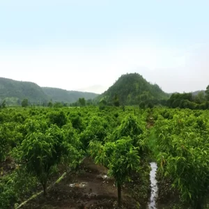 Sonsafa-Plant