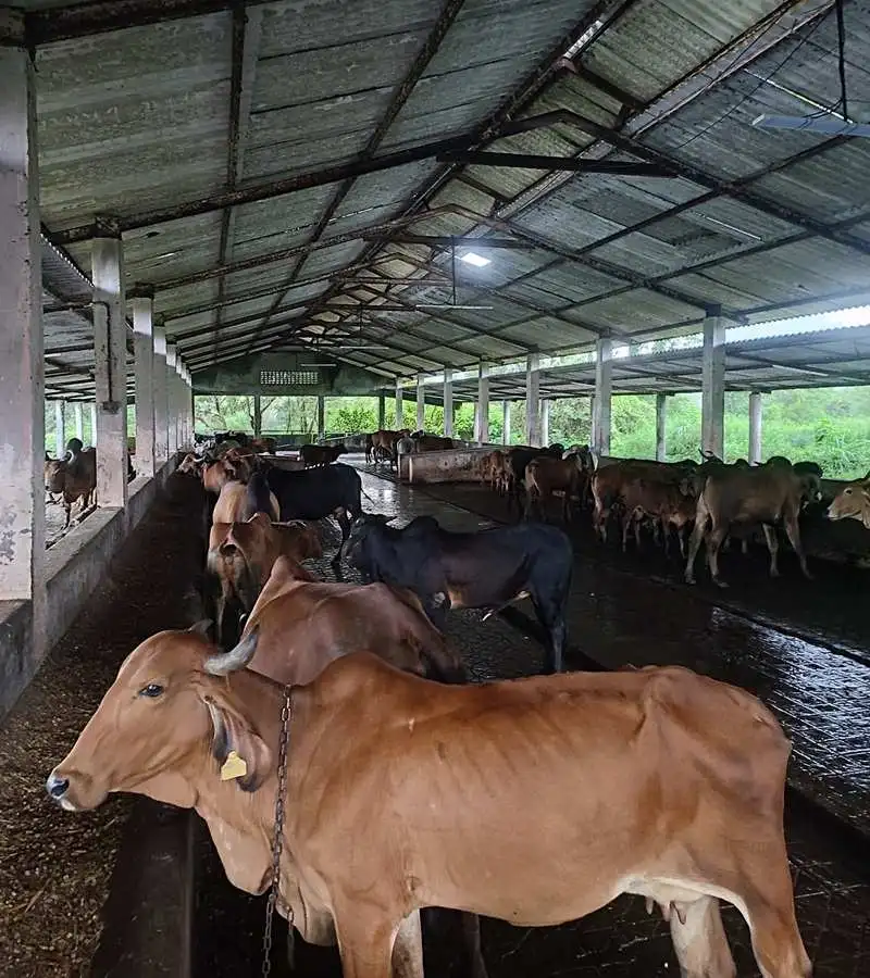 Manas%20Agri