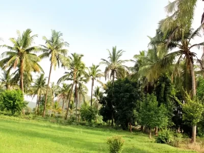 Coconut Farming