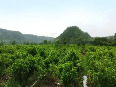 Sonsafa-Plant